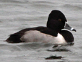 Ring-necked Duck